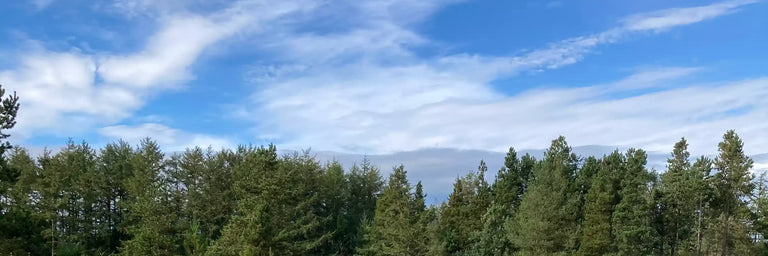 En horisontlinje med høje nåletræer og blå himmel